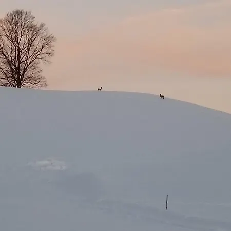 Apartment Am Holderbusch Füssen