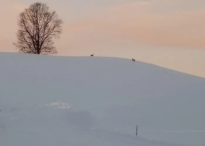 Appartement Am Holderbusch Füssen